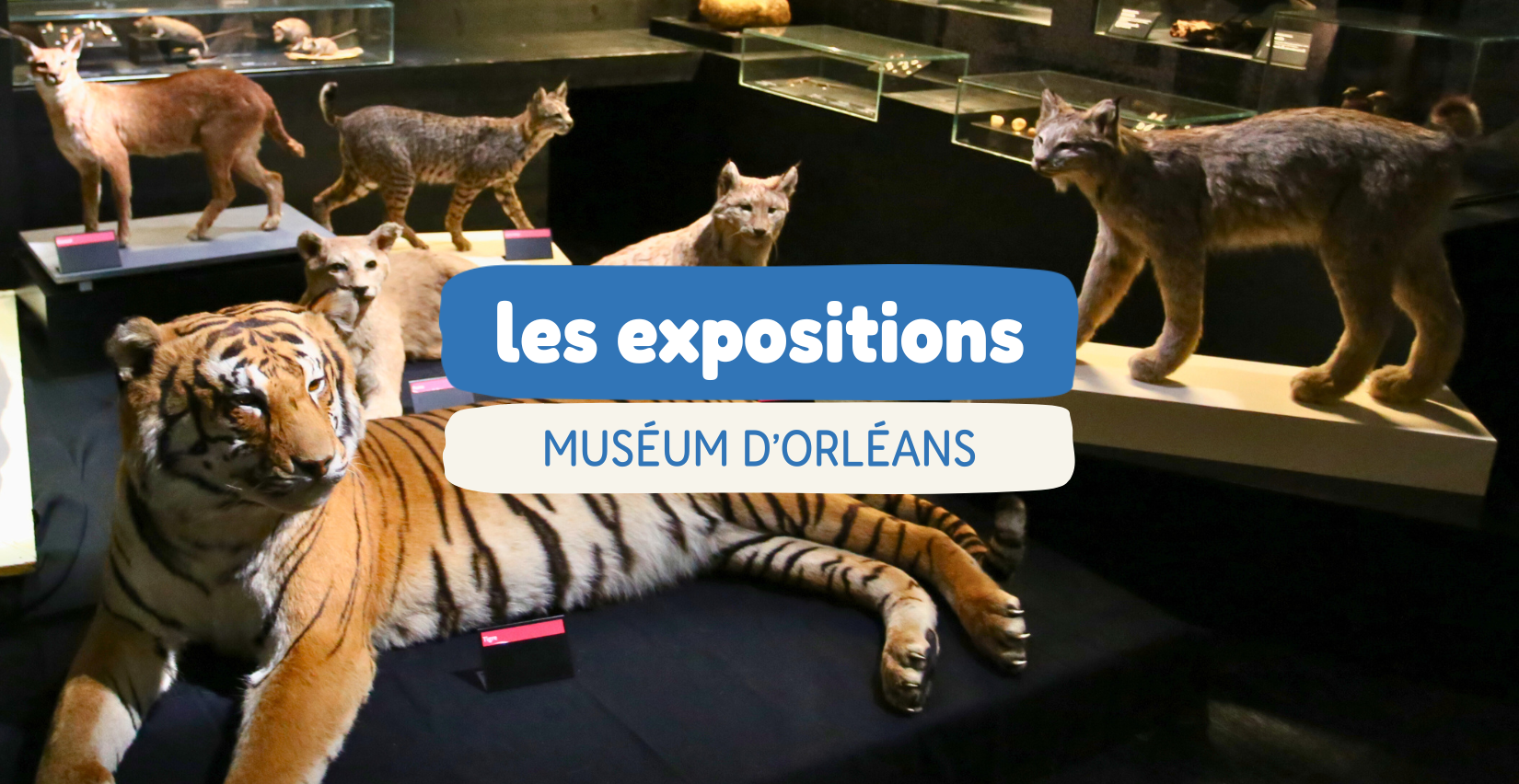 Les expositions du moment au Muséum d'Orléans - MOBE