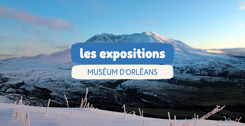 Les expositions du moment au Muséum d'Orléans - MOBE