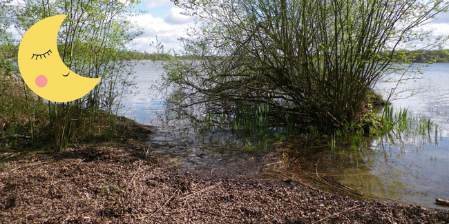 Sortie "nature crépusculaire" à l'Etang du Puits à Cerdon (ENS Loiret)