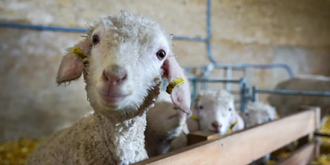 La ferme des P'tits Bergers à Chaussy