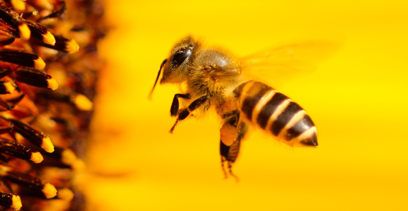 La danse des abeilles : visite ludique pour les 7-10 ans au Muséum d'Orléans