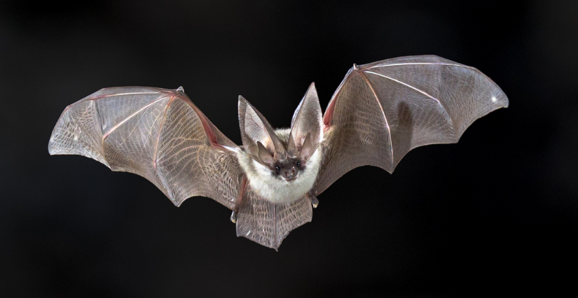 Soirée chauves-souris au bord de l'eau, à l'Etang du Puits