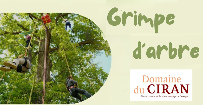 Grimpe d'arbre au Domaine du Ciran