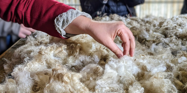 Une journée autour des animaux et de la laine : Ateliers à la ferme Les P'tits Bergers