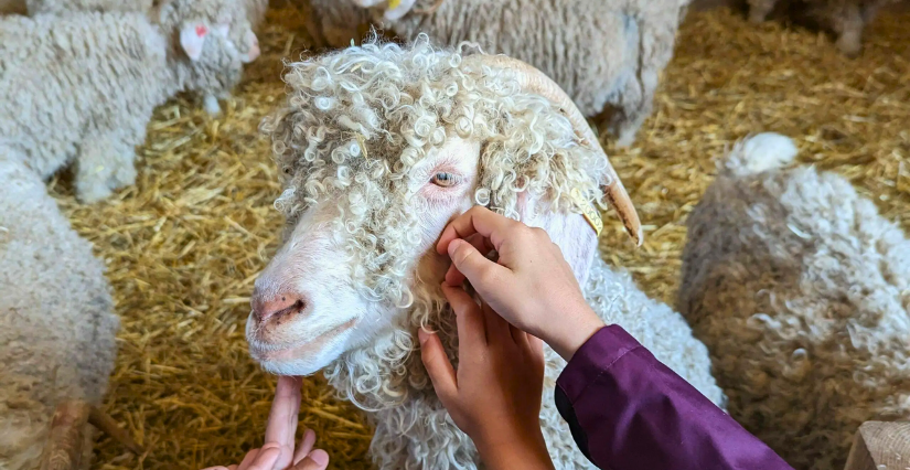 Visites et ateliers nourrissage à la Ferme des P'tits Bergers