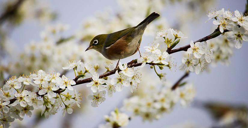 Atelier chant des oiseaux dans le parc du château de l'Étang à Saran