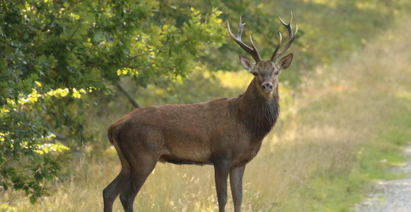 Animation des parcs départementaux "Cerf et chevreuil : le guide pour bien les différencier" à Noue Mazone