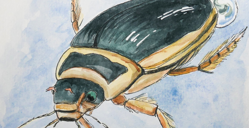Animation découverte "La mare, un milieu riche en vie" aux Patureaux Animation découverte "La mare, un milieu riche en vie" aux Patureaux
