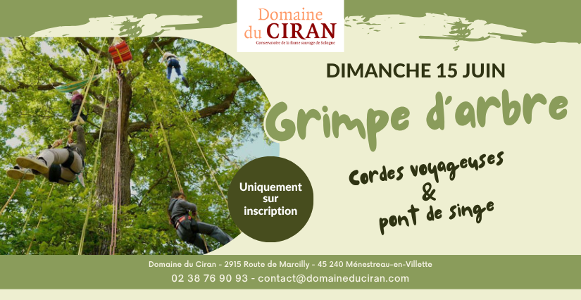 Grimpe d'arbre au Domaine du Ciran
