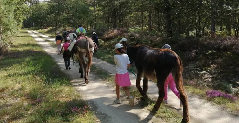 Randonnées avec les ânes, ateliers, visites et animations à la ferme avec Bonnet d'Âne et Cerf Volant à Ingrannes