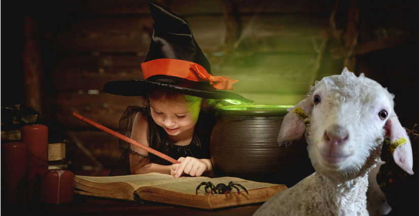 Visite nourrissage et atelier potion magique - Ferme des P'tits Bergers