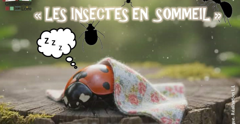 "Les insectes en sommeil" : atelier des vacances d'hiver au Musée de la Marine de Loire