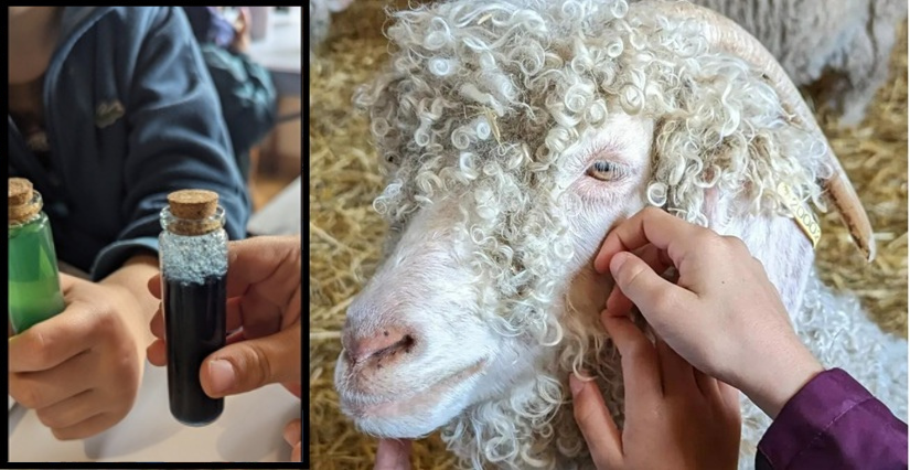 Atelier nourrissage & potion magique –Ferme des P’tits Bergers à Chaussy