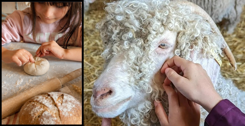 Atelier nourrissage et fabrication de pain – Ferme des P’tits Bergers à Chaussy