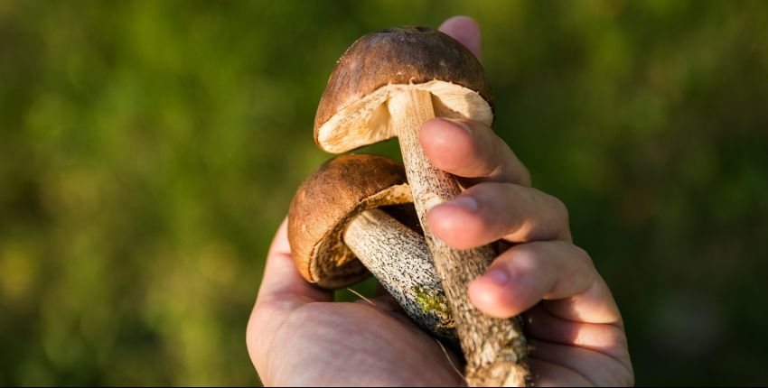 Week-end découverte des champignons à la Maison de la Forêt de l'Agglomération Montargoise