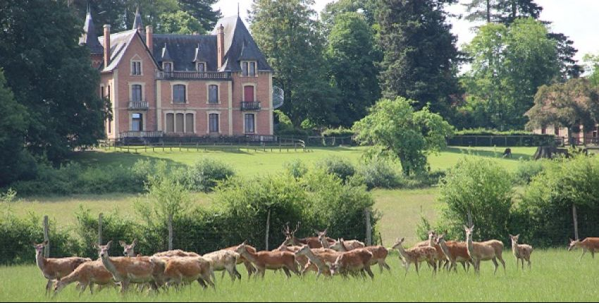 Domaine du Ciran : à la découverte de Bambi en Sologne